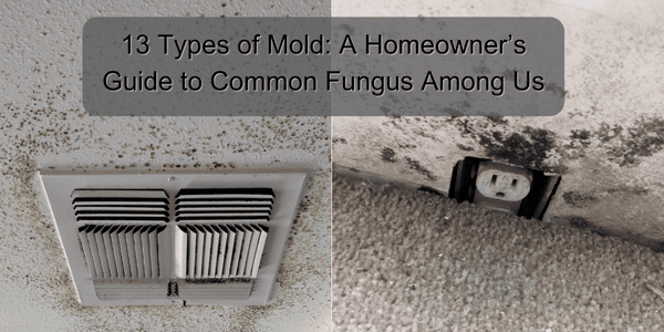 13 Types of Mold A Homeowner’s Guide to Common Fungus Among Us