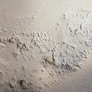 Damp Surfaces