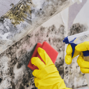 Housekeeper's Hand With Glove Cleaning Mold From Wall With Sponge And Spray Bottle