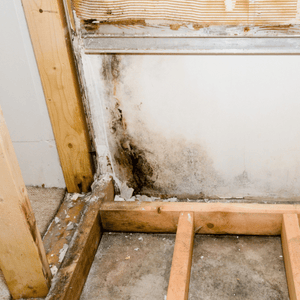 Mold growing in basement bathroom