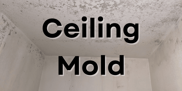 ceiling mold