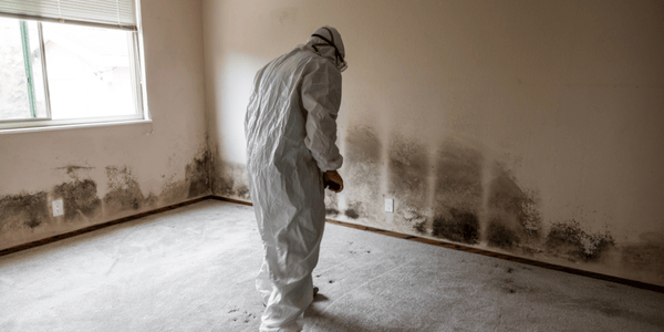 mold remediation and mold removal