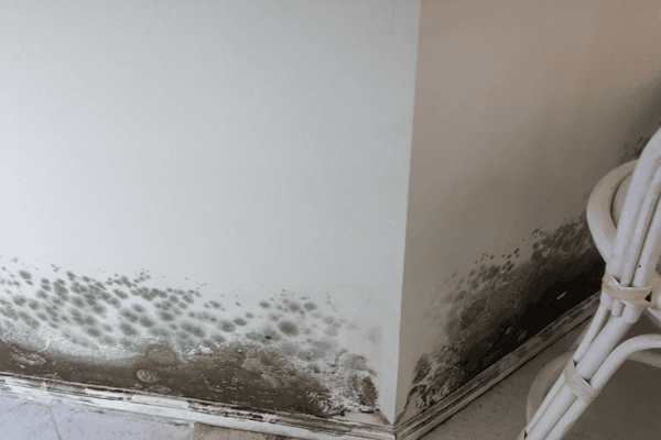 what kills mold