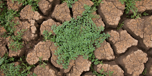 Climate Change Challenges Disaster Recovery