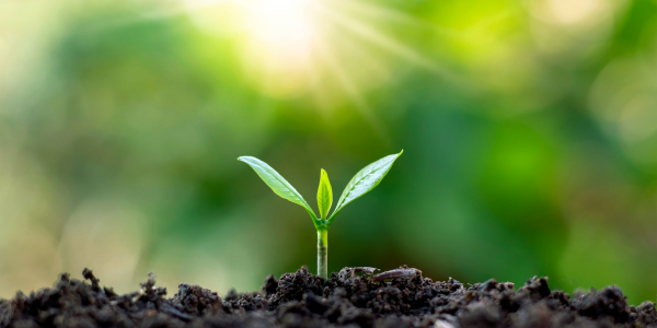 the Ruin of Soil Balance