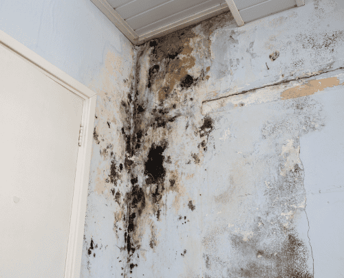 Mold in house creating indoor air quality concern in Austin TX